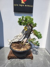 (78R)Tanuki  Juniper Bonsai