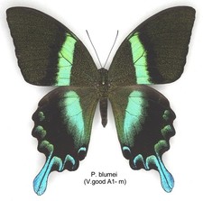 Butterfly Papilionidae - 1 x