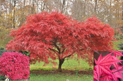 Japanese maple acer - tree, plant