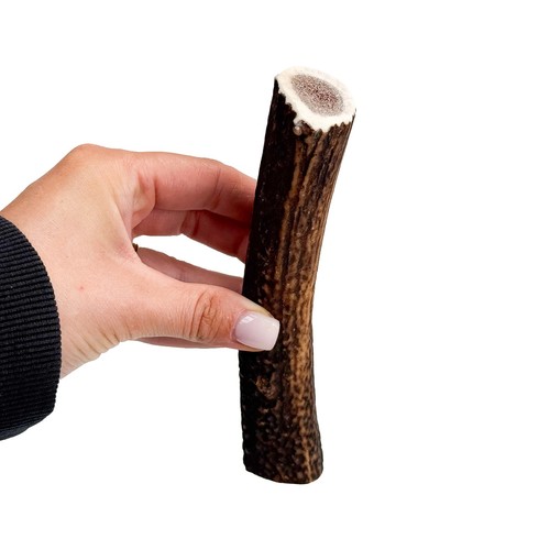 Red deer antler dog - dog, chew