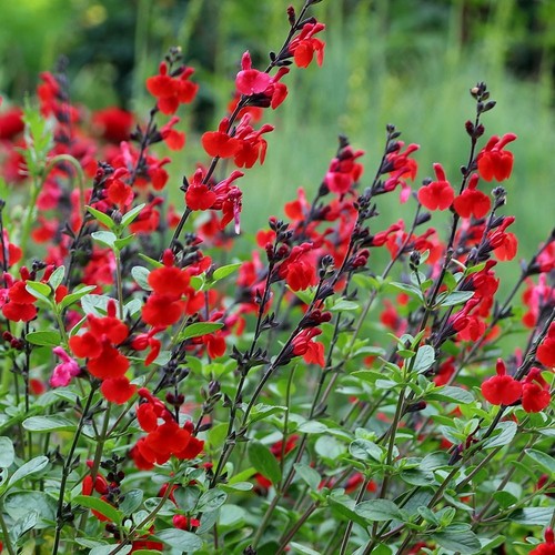 Salvia royal bumble hardy - ,