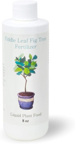 Fiddle leaf fig tree plant - tree,