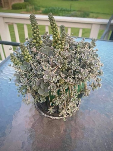 Succulent chinese dunce - , cap