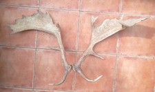 Fallow Deer Antlers for sale