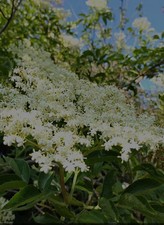 10x Cuttings Elderflowr Elderberry Elder  Easy Rooting Native Fruit Hedge Gyo