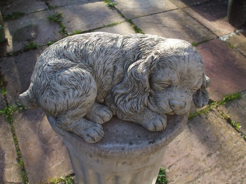 Laying stone king charles - laying,