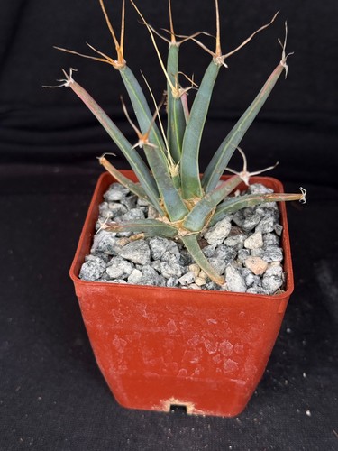 Lechtenbergia principis
