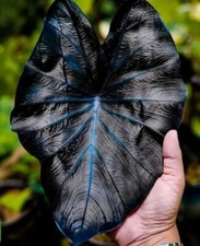 BV 1887XD Colocasia Black Coral Blue Big Plants Seeds Seeds Qty 3
