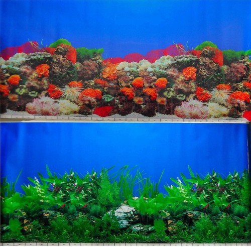 Aquarium fish tank background - tank,