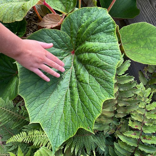 Begonia torsa massive - begonia,