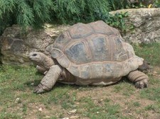 EXTINCT ALDABRA GIANT TORTOISE