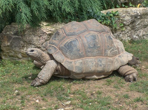 Extinct aldabra giant tortoise - extinct,