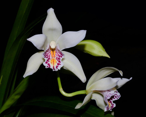 Cymbidium parishii species