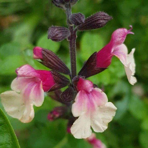 Salvia cuello cream pink - ,