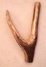 Huge Exmoor Red Deer Antler