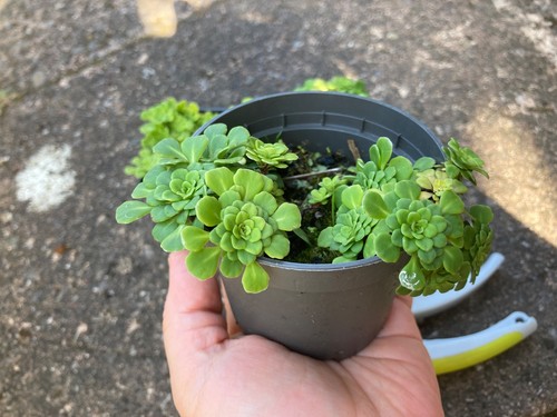 Saxifraga cuneifolia alpine