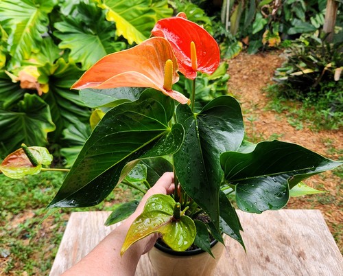 Anthurium andreanum matiz - anthurium,