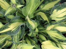 Hosta Happy Dayz ( Plants Sent Out Ex Pots)