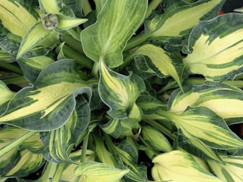 Hosta happy dayz plants sent - hosta,