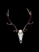 Red deer stag  taxidermy