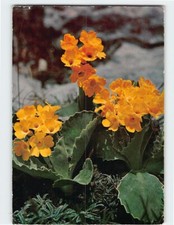 Postcard Primula auricula