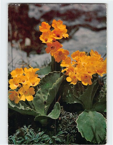 Postcard primula auricula - primula,
