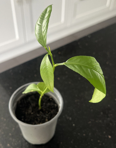 Lemon tree citrus plant - lemon,