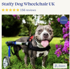 Adjustable Medium Dog