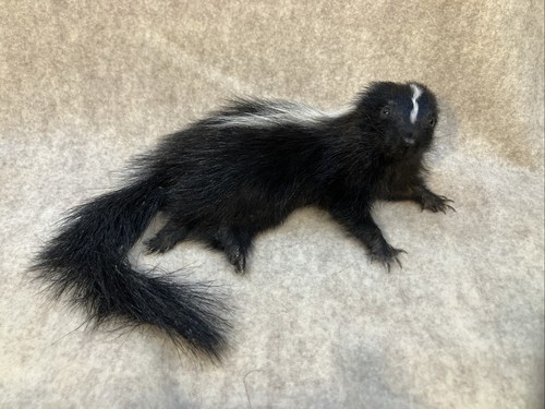 Juvenile life size skunk - juvenile,