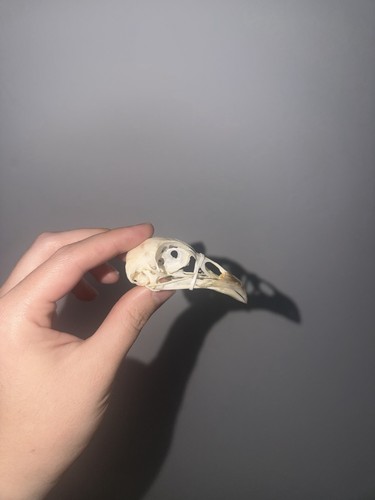 Hen pheasant skull - hen, complete