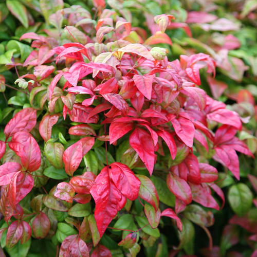 Nandina domestica firepower - domestica,