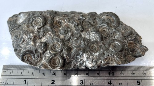 Rare large group dactylioceras - rare,