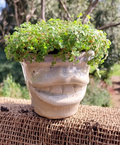 Soleirolia soleirolii - soleirolia,