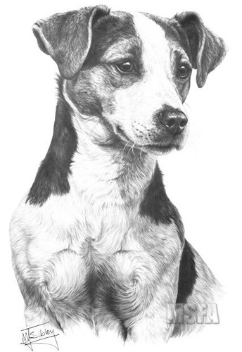 Jack russell terrier super - terrier:,