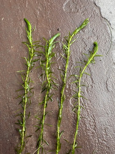 Elodea densa pieces - elodea, x4