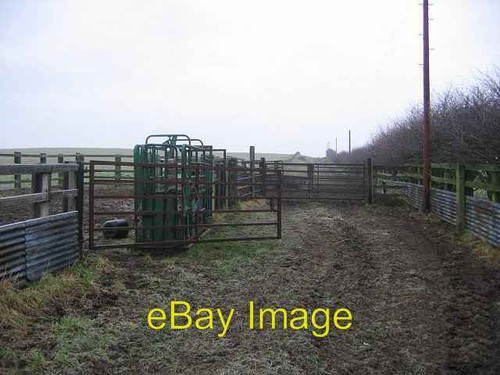 Photo 6x4 cattle crush - cattle,
