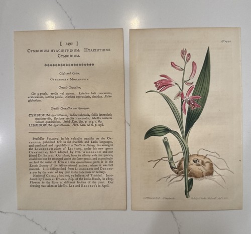 Vintage print cymbidium - print,,