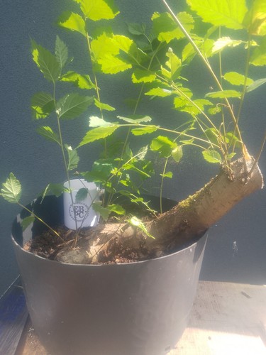 Elm bonsai tree yamadori - bonsai, raw