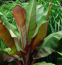 Ensete ventricosum maurelii - ensete,