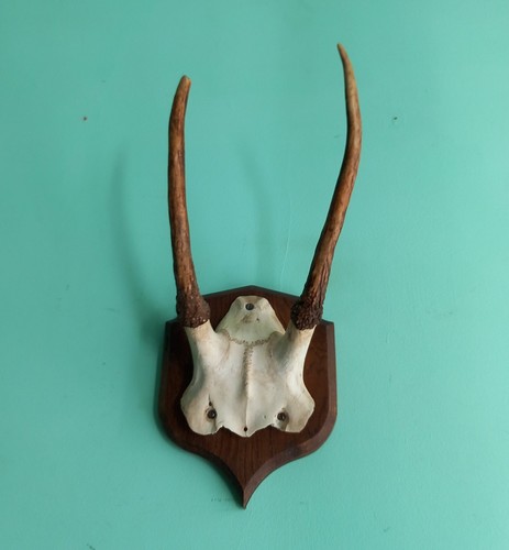 Vintage roe deer skull cap - roe, &