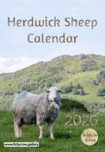 Herdwick sheep wall calendar - wall,
