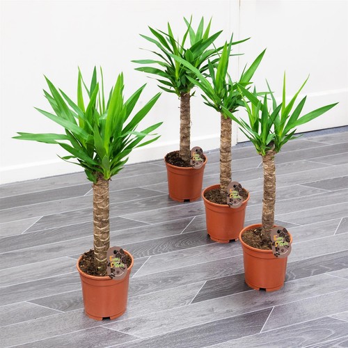 Yucca palm evergreen - palm, plant