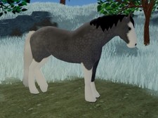 Wild Horse Islands BOUGHT v1