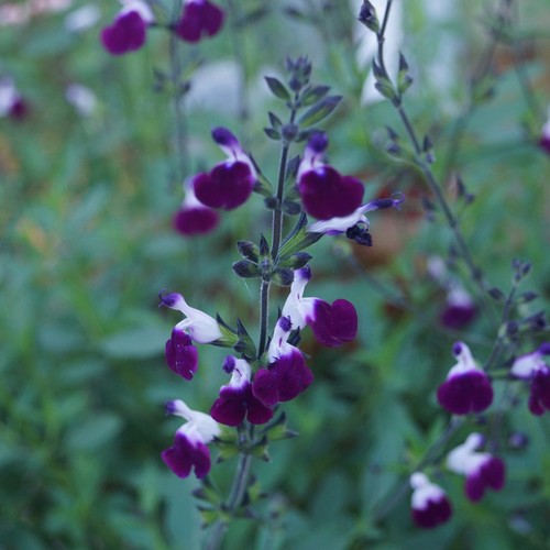 Salvia amethyst lips sage - lips,