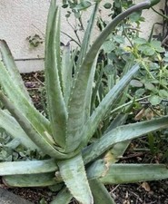 Organic Aloe Vera Plant : Master Size : 10 Years Old : $84.99 Free Postage