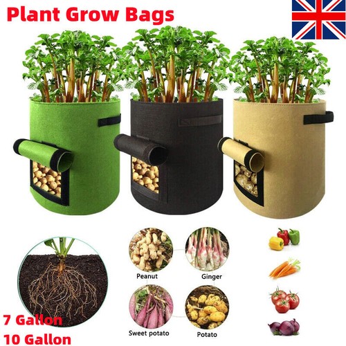 Gallon plant grow - 7/10,
