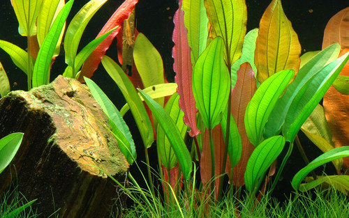 Amazon sword tropical - amazon,