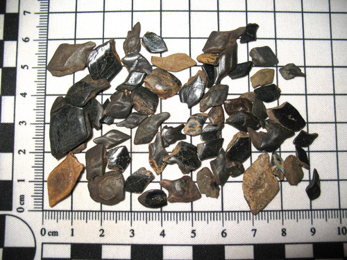 Cretaceous hell creek fossil - cretaceous,