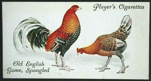 Old english game spangled - ,