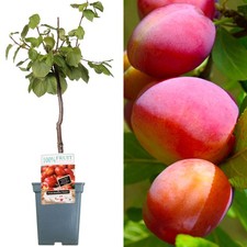 Patio Fruit Tree Collection | Various Fruits | Ideal for Small Gardens  | 2-3ft